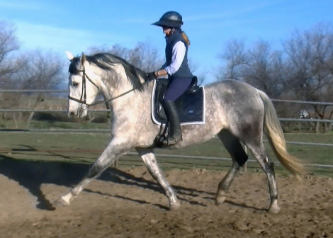 HorseID: 2307148 RC REYNA - PhotoID: 1091017