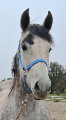 HorseID: 2307148 RC REYNA - PhotoID: 1091019