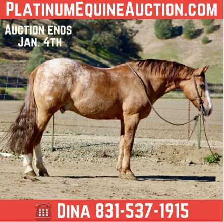 HorseID: 2307151 Applewood LHR - PhotoID: 1091057