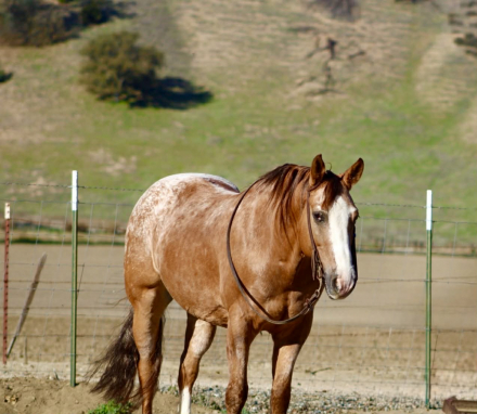 HorseID: 2307151 Applewood LHR - PhotoID: 1091058