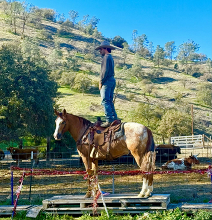 HorseID: 2307151 Applewood LHR - PhotoID: 1091059