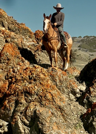 HorseID: 2307151 Applewood LHR - PhotoID: 1091060