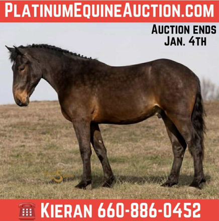 HorseID: 2307152 Peluche BSE - PhotoID: 1091085