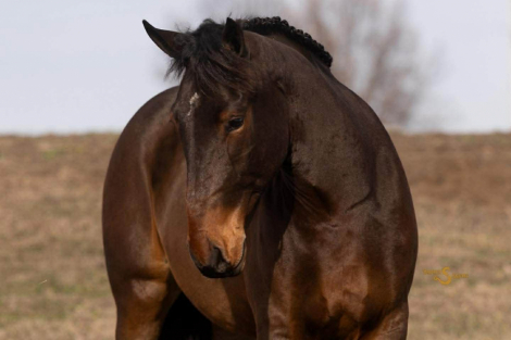 HorseID: 2307152 Peluche BSE - PhotoID: 1091086