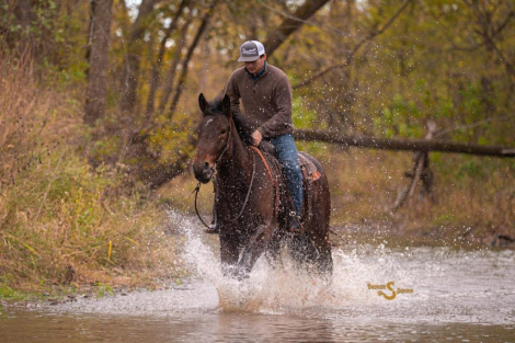 HorseID: 2307152 Peluche BSE - PhotoID: 1091087