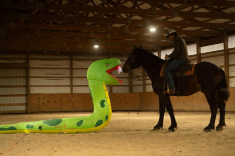 HorseID: 2307152 Peluche BSE - PhotoID: 1091088