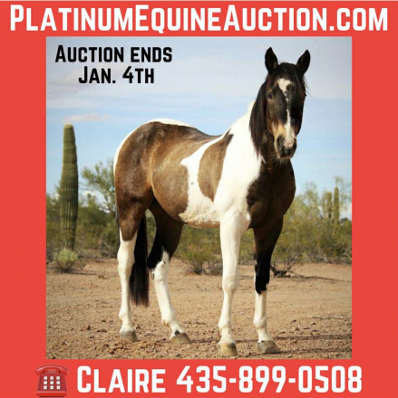 HorseID: 2307153 Mickey CS - PhotoID: 1091077