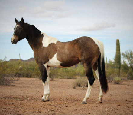 HorseID: 2307153 Mickey CS - PhotoID: 1091080