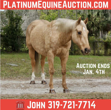 HorseID: 2307154 Tater JM - PhotoID: 1091093