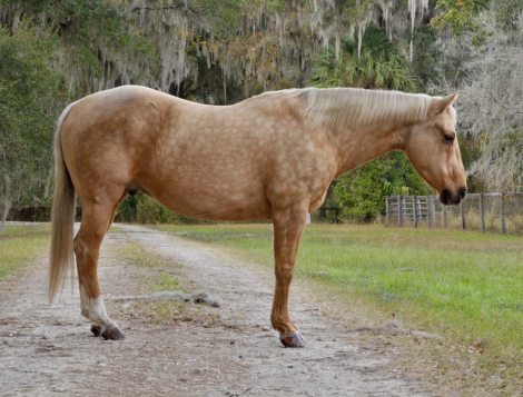 HorseID: 2307154 Tater JM - PhotoID: 1091094