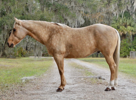HorseID: 2307154 Tater JM - PhotoID: 1091095