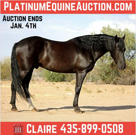 HorseID: 2307155 Odie CS - PhotoID: 1091081