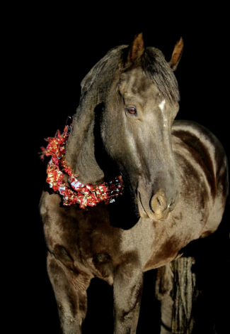 HorseID: 2307155 Odie CS - PhotoID: 1091082