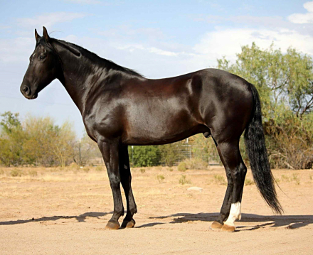 HorseID: 2307155 Odie CS - PhotoID: 1091083