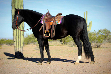 HorseID: 2307155 Odie CS - PhotoID: 1091084