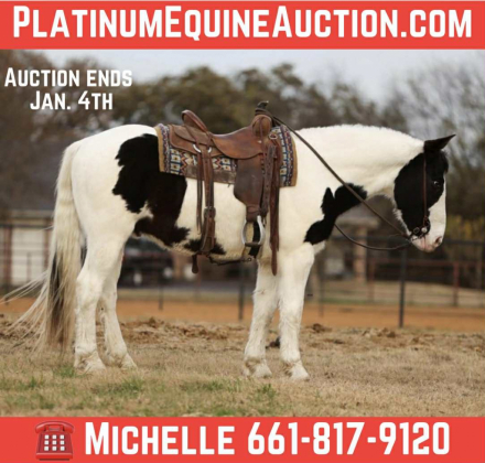 HorseID: 2307156 Duke M$ - PhotoID: 1091069