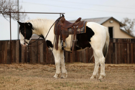 HorseID: 2307156 Duke M$ - PhotoID: 1091070