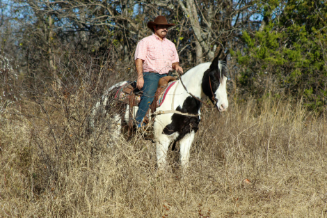 HorseID: 2307156 Duke M$ - PhotoID: 1091072