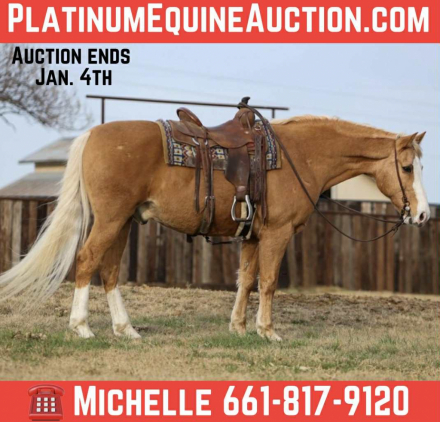 HorseID: 2307157 Trigger M$ - PhotoID: 1091097