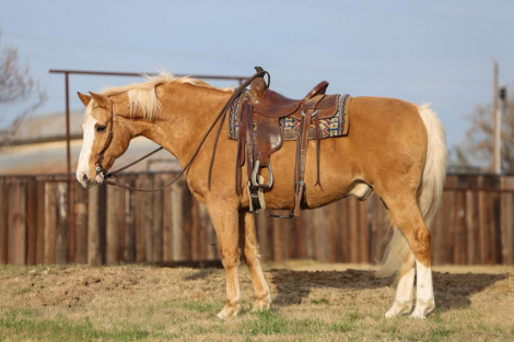 HorseID: 2307157 Trigger M$ - PhotoID: 1091098