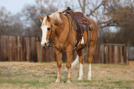 HorseID: 2307157 Trigger M$ - PhotoID: 1091099