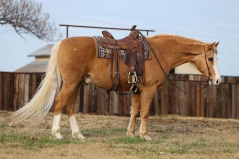 HorseID: 2307157 Trigger M$ - PhotoID: 1091100