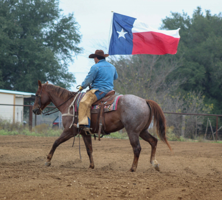 HorseID: 2307158 Rip M$ - PhotoID: 1091091