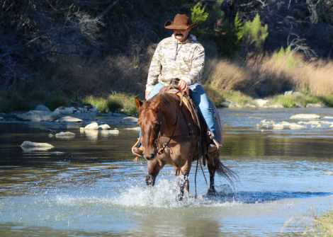 HorseID: 2307158 Rip M$ - PhotoID: 1091092