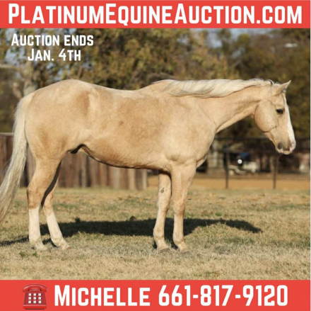 HorseID: 2307159 Two Smart Colossus M$ - PhotoID: 1091101