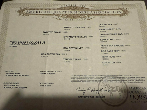 HorseID: 2307159 Two Smart Colossus M$ - PhotoID: 1091102