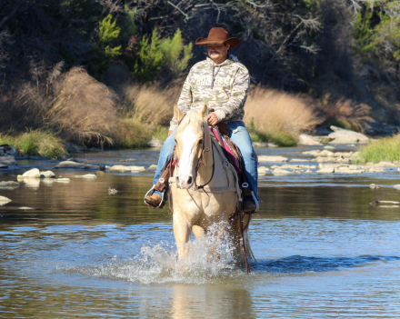 HorseID: 2307159 Two Smart Colossus M$ - PhotoID: 1091103