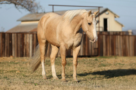 HorseID: 2307159 Two Smart Colossus M$ - PhotoID: 1091104