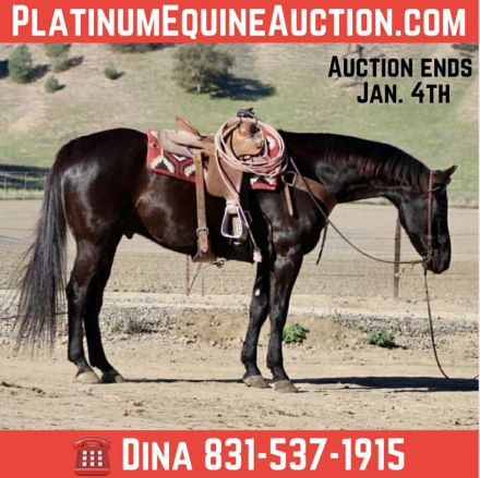 HorseID: 2307160 Blackberry LHR - PhotoID: 1091061