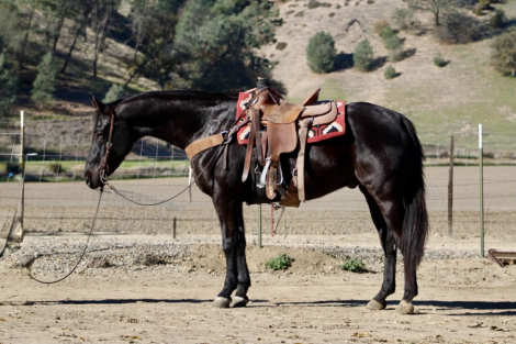 HorseID: 2307160 Blackberry LHR - PhotoID: 1091062