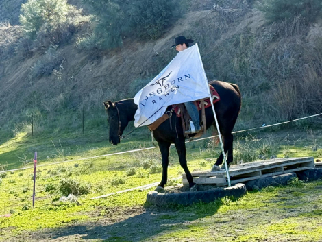 HorseID: 2307160 Blackberry LHR - PhotoID: 1091063