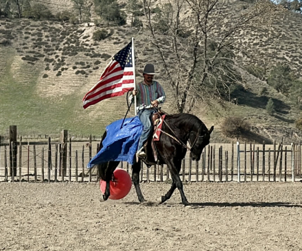 HorseID: 2307160 Blackberry LHR - PhotoID: 1091064