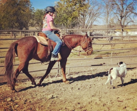 HorseID: 2307161 Red - PhotoID: 1091029