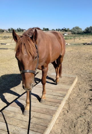 HorseID: 2307161 Red - PhotoID: 1091030