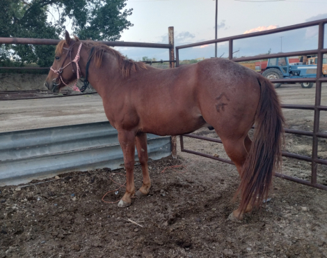 HorseID: 2307161 Red - PhotoID: 1091031