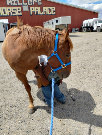 HorseID: 2307161 Red - PhotoID: 1091032