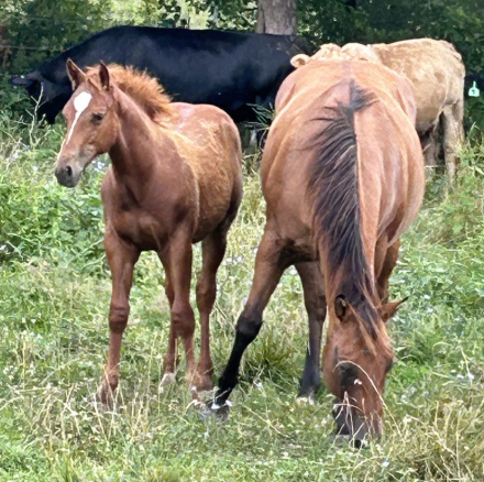 HorseID: 2307162 GR Fancy Lil Corona - PhotoID: 1091022