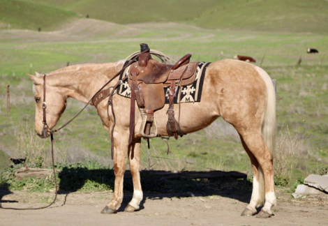 HorseID: 2307164 Cadi CR - PhotoID: 1091066