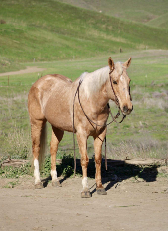 HorseID: 2307164 Cadi CR - PhotoID: 1091067