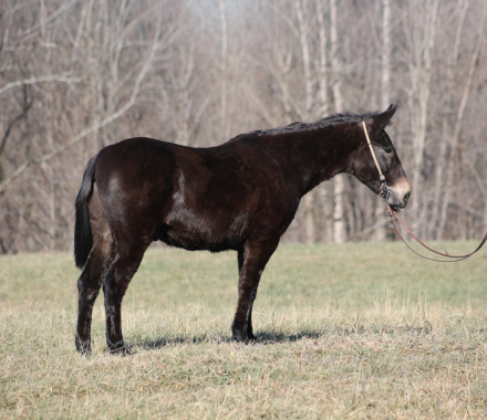 HorseID: 2307165 Jonah TPS - PhotoID: 1091074