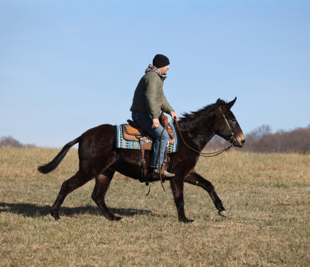 HorseID: 2307165 Jonah TPS - PhotoID: 1091076