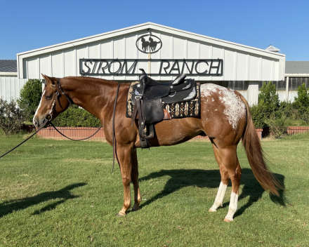 HorseID: 2307166 EXPONENTIAL - PhotoID: 1091023