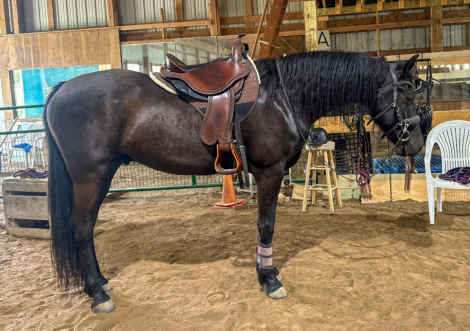 HorseID: 2307168 Black Hawk Cruise - PhotoID: 1091044