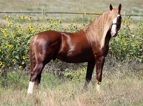 HorseID: 2307169 Blackshires Ares - PhotoID: 1091045