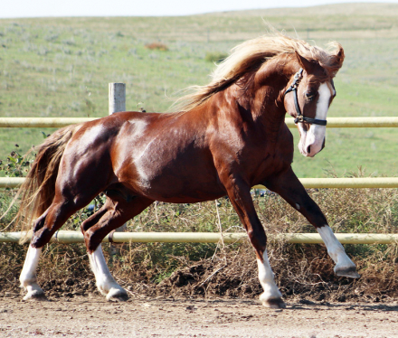 HorseID: 2307169 Blackshires Ares - PhotoID: 1091046