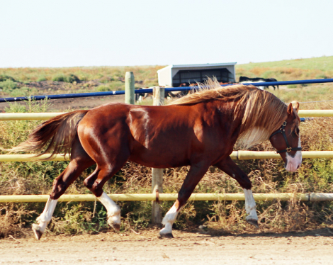 HorseID: 2307169 Blackshires Ares - PhotoID: 1091048